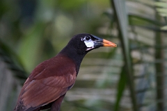 DPPhotography - Costa rica - Montezuma oropendola - B