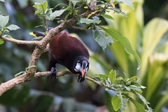 DPPhotography - Costa rica - Montezuma oropendola - C
