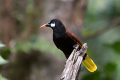 DPPhotography - Costa rica - Montezuma oropendola - D