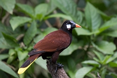 DPPhotography - Costa rica - Montezuma oropendola - E