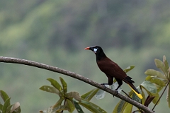 DPPhotography - Costa rica - Montezuma oropendola - G