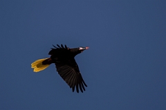 DPPhotography - Costa rica - Montezuma oropendola - H
