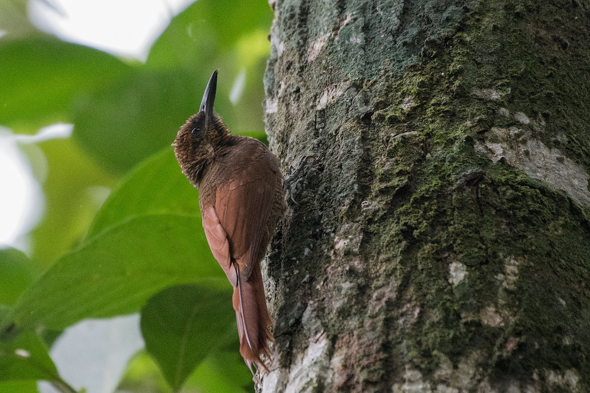 DPPhotography - Costa rica - Northern barred woodcreeper - B.jpg - Northern barred woodcreeper - Tortuguero, Costa Rica