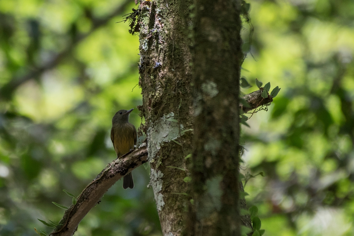 DPPhotography - Costa rica - Ochre-bellied flycatcher - A.jpg - Ochre-bellied flycatcher - La Qunita de Sarapiqui, Costa Rica