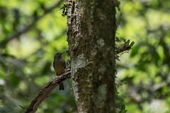 DPPhotography - Costa rica - Ochre-bellied flycatcher - A