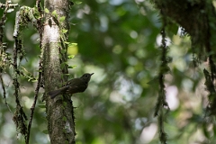 DPPhotography - Costa rica - Ochre-bellied flycatcher - C