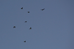 DPPhotography - Costa rica - Orange-chinned parakeet - A