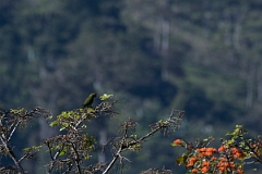DPPhotography - Costa rica - Orange-chinned parakeet - B