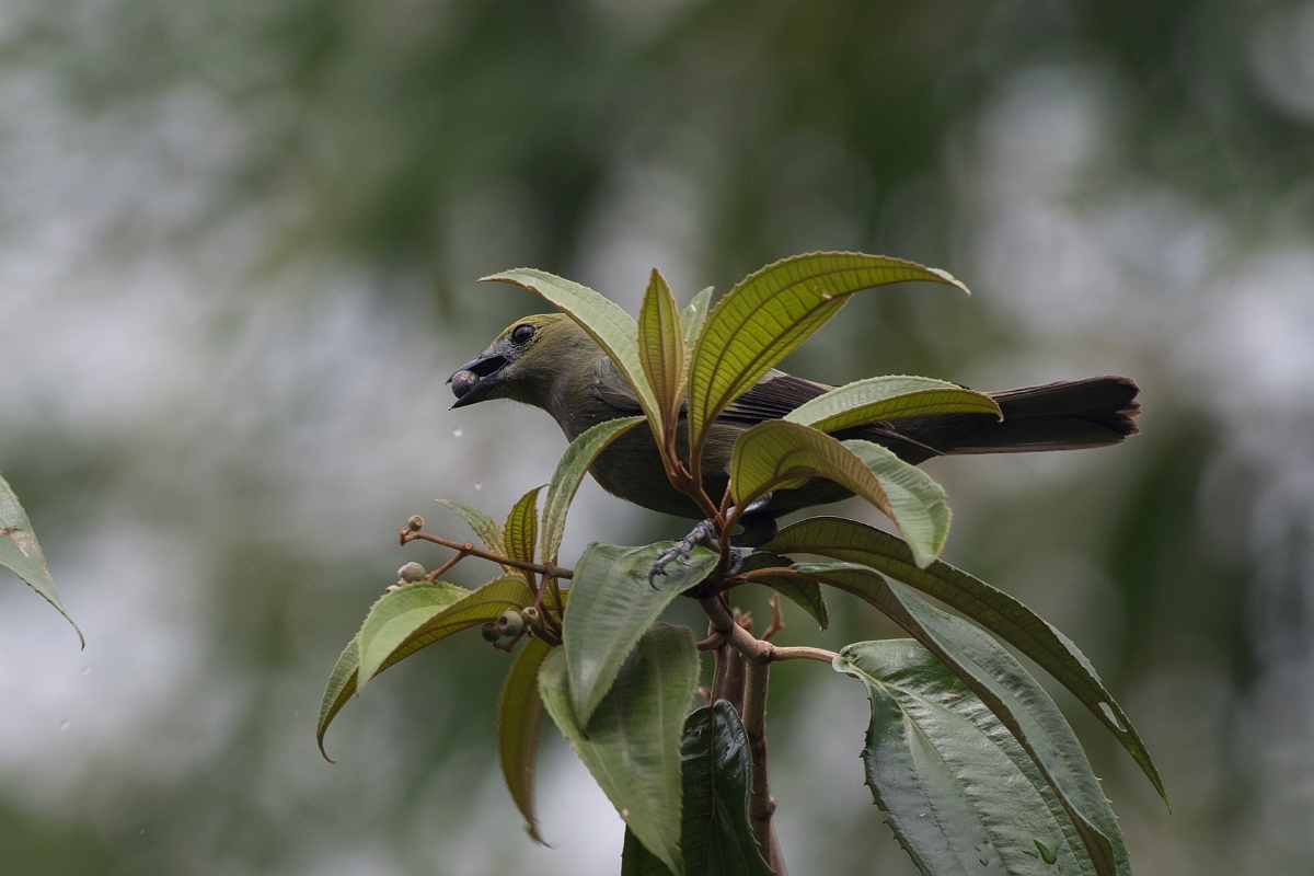 DPPhotography - Costa rica - Palm tanager - A.jpg - Palm tanager - Tortuguero, Costa Rica