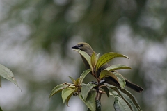 DPPhotography - Costa rica - Palm tanager - B