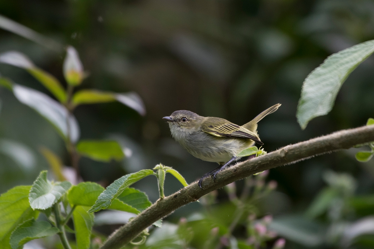 DPPhotography - Costa rica - Paltry tyrannulet - A.jpg - Paltry tyrannulet - Rancho Naturalista, Costa Rica