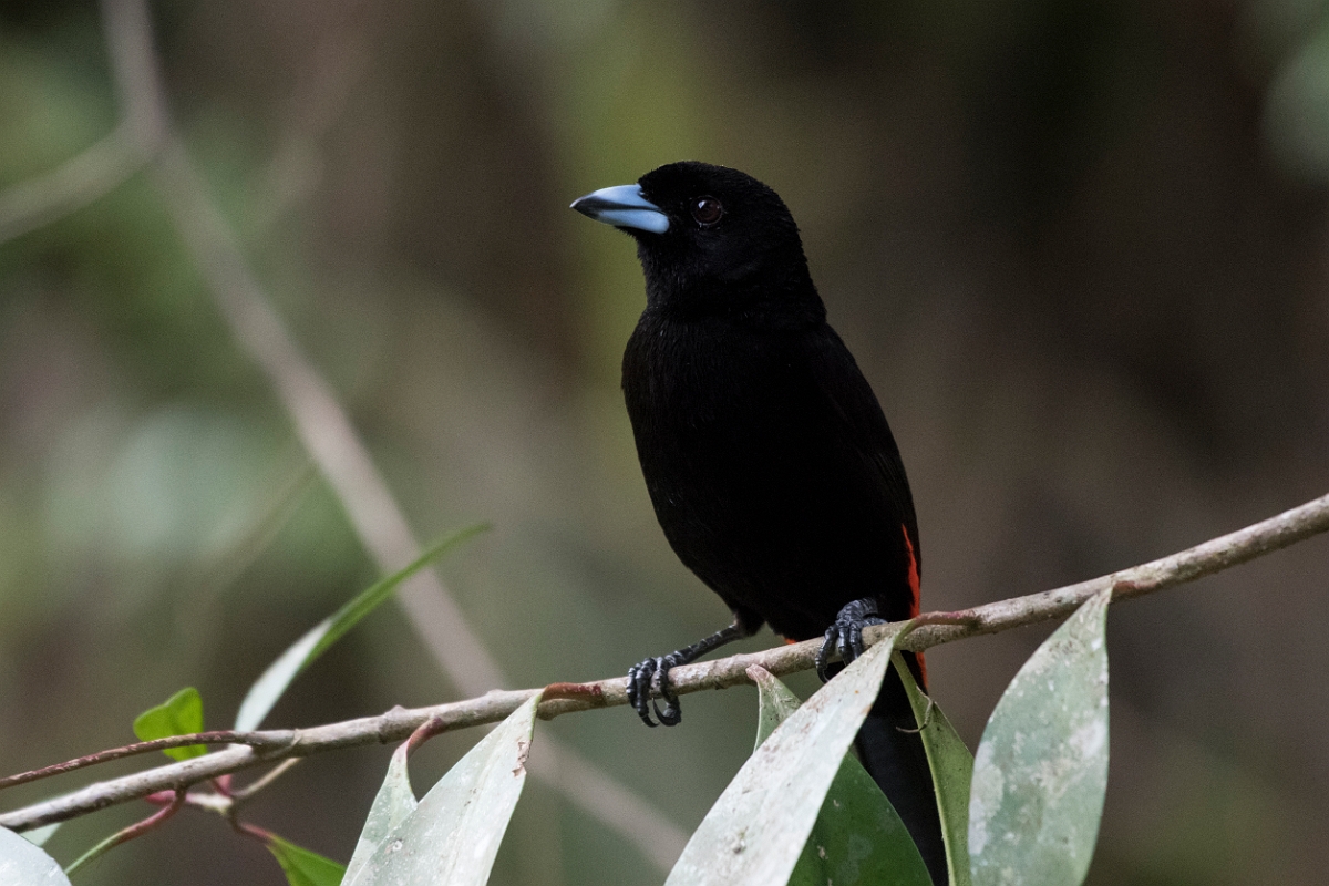 DPPhotography - Costa rica - Passerini's tanager - C.jpg - Passerini's tanager - La Qunita de Sarapiqui, Costa Rica