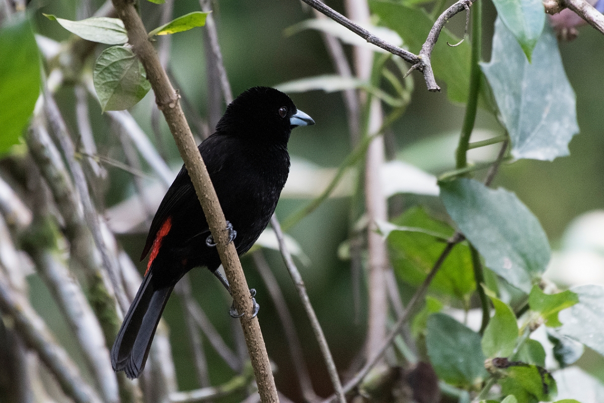 DPPhotography - Costa rica - Passerini's tanager - D.jpg - Passerini's tanager - La Qunita de Sarapiqui, Costa Rica