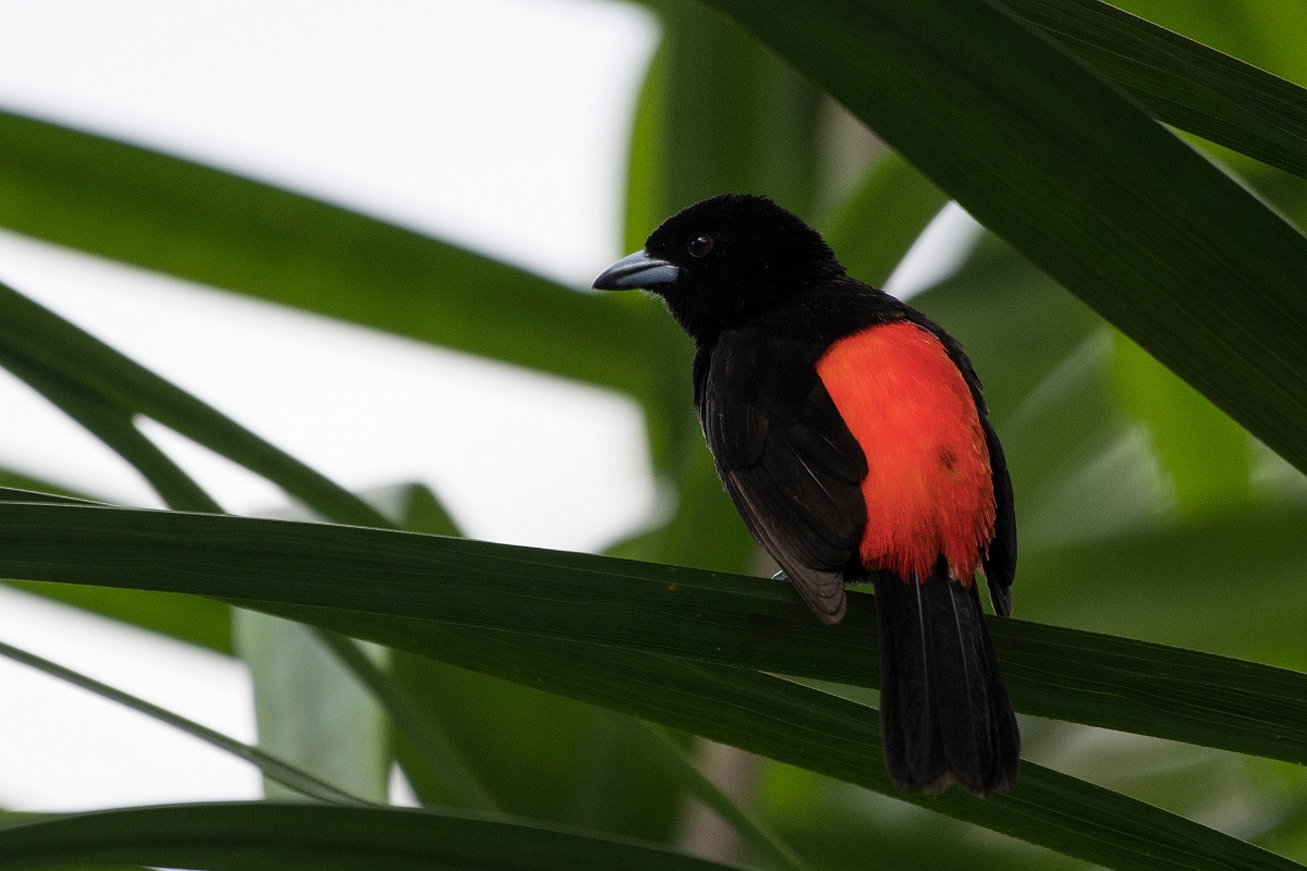 DPPhotography - Costa rica - Passerini's tanager - E.jpg - Passerini's tanager - La Qunita de Sarapiqui, Costa Rica