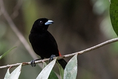 DPPhotography - Costa rica - Passerini's tanager - A