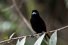 DPPhotography - Costa rica - Passerini's tanager - B