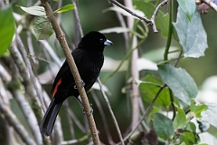 DPPhotography - Costa rica - Passerini's tanager - D