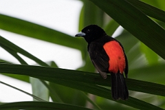 DPPhotography - Costa rica - Passerini's tanager - E