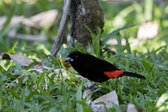 DPPhotography - Costa rica - Passerini's tanager - F