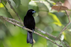 DPPhotography - Costa rica - Passerini's tanager - G