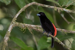 DPPhotography - Costa rica - Passerini's tanager - H