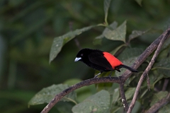 DPPhotography - Costa rica - Passerini's tanager - I