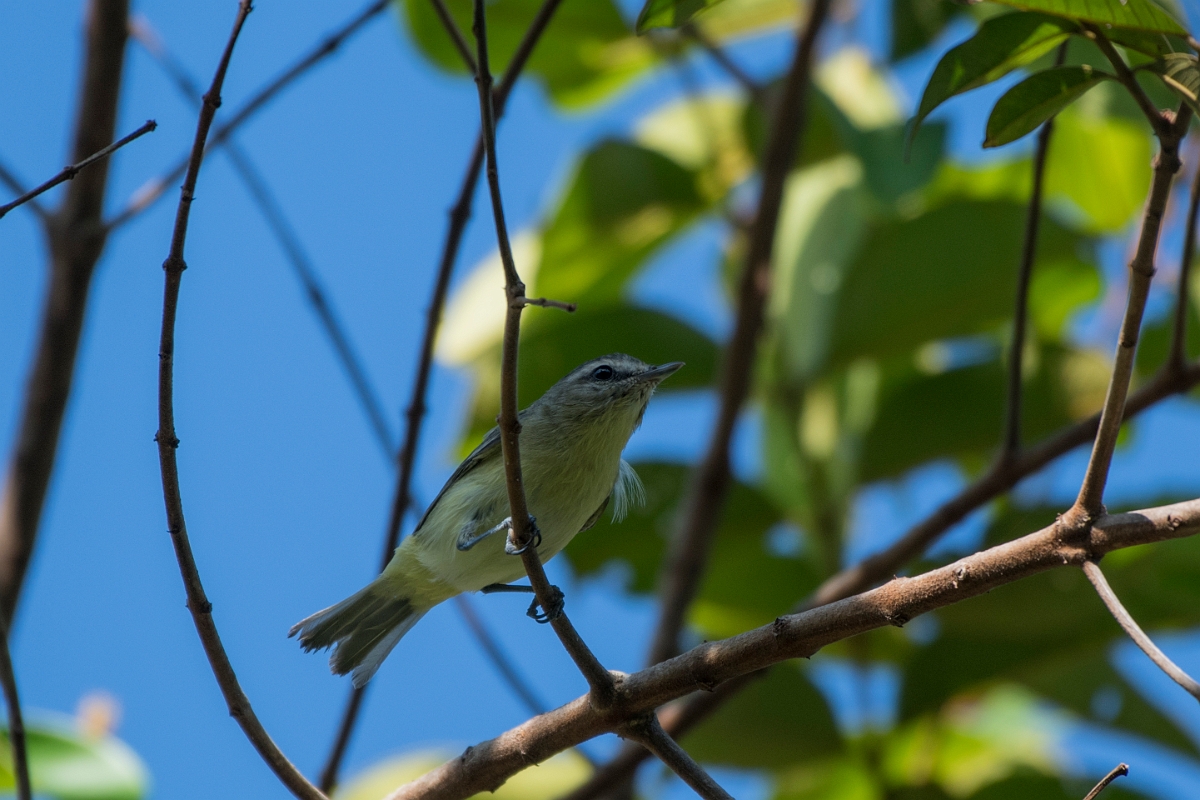 DPPhotography - Costa rica - Philidelphia vireo - A.jpg - Philidelphia vireo - El Remanso, Costa Rica