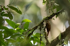 DPPhotography - Costa rica - Plain xenops - A