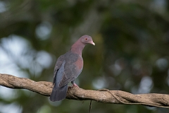 DPPhotography - Costa rica - Red-billed pigeon - A