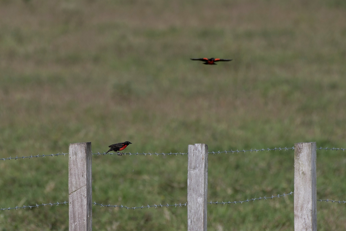 DPPhotography - Costa rica - Red-breasted blackbird - A.jpg - Red-breasted blackbird - Osa peninsula, Costa Rica