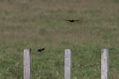 DPPhotography - Costa rica - Red-breasted blackbird - A