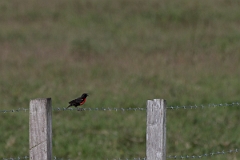 DPPhotography - Costa rica - Red-breasted blackbird - B