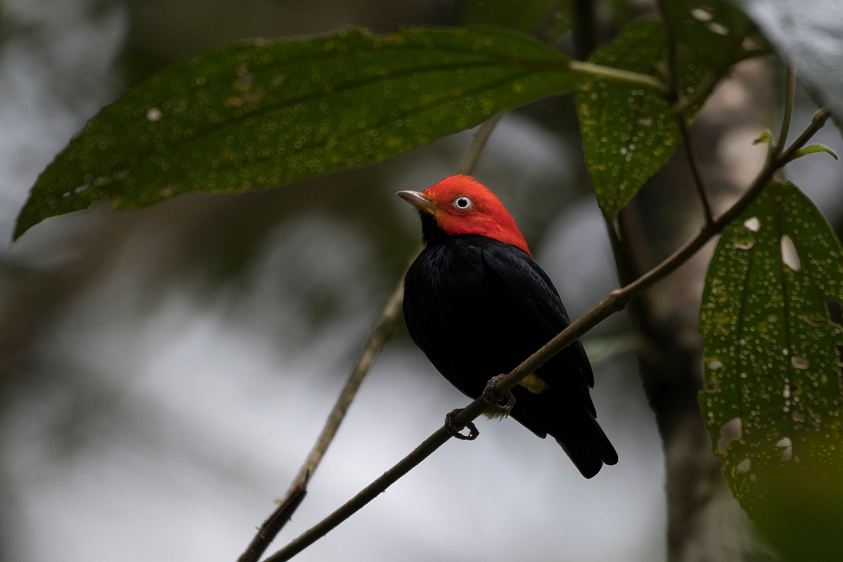 DPPhotography - Costa rica - Red-headed manakin - A.jpg - Red-headed manakin, male - Tortuguero, Costa Rica