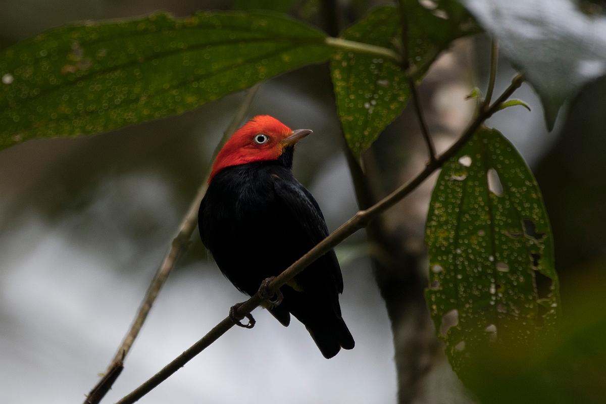 DPPhotography - Costa rica - Red-headed manakin - B.jpg - Red-headed manakin, male - Tortuguero, Costa Rica
