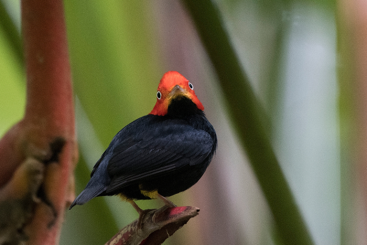 DPPhotography - Costa rica - Red-headed manakin - D.jpg - Red-headed manakin, male - Tortuguero, Costa Rica