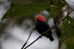 DPPhotography - Costa rica - Red-headed manakin - A