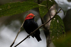 DPPhotography - Costa rica - Red-headed manakin - B