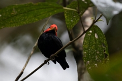 DPPhotography - Costa rica - Red-headed manakin - C