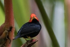DPPhotography - Costa rica - Red-headed manakin - D