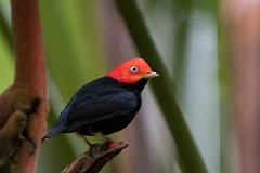 DPPhotography - Costa rica - Red-headed manakin - E