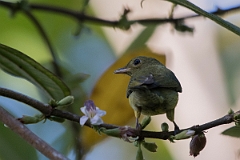 DPPhotography - Costa rica - Red-headed manakin - G