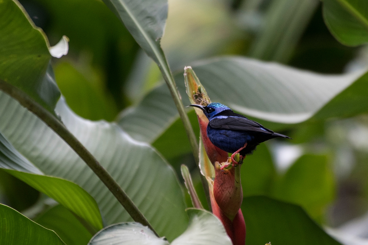 DPPhotography - Costa rica - Red-legged honeycreeper - G.jpg - Red-legged honeycreeper, male - La Qunita de Sarapiqui, Costa Rica