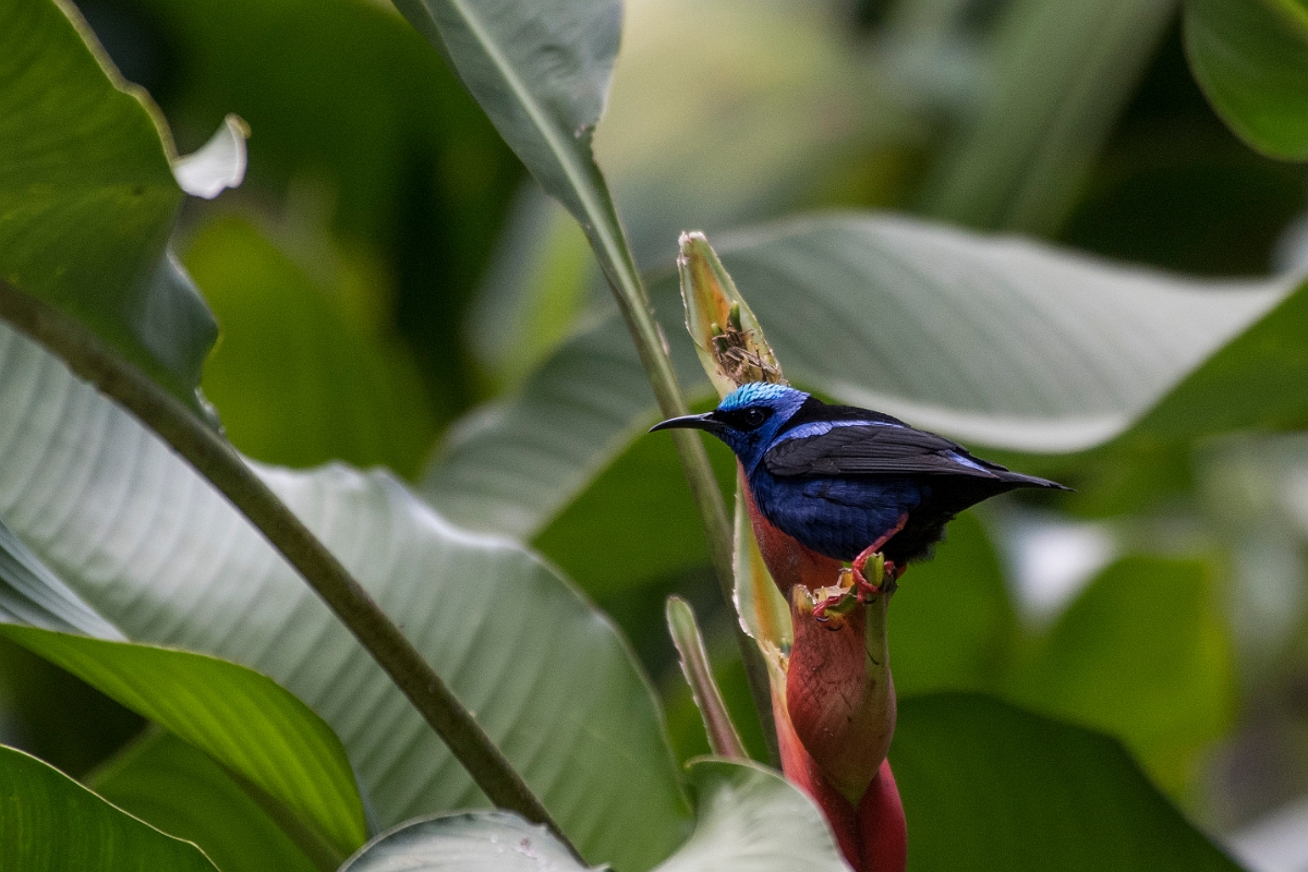 DPPhotography - Costa rica - Red-legged honeycreeper - H.jpg - Red-legged honeycreeper, male - La Qunita de Sarapiqui, Costa Rica