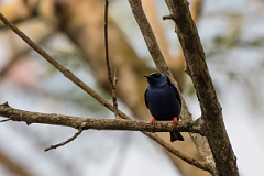 DPPhotography - Costa rica - Red-legged honeycreeper - A