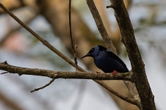 DPPhotography - Costa rica - Red-legged honeycreeper - B