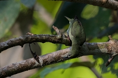 DPPhotography - Costa rica - Red-legged honeycreeper - C