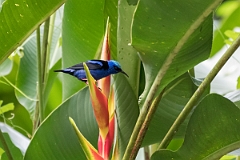 DPPhotography - Costa rica - Red-legged honeycreeper - D