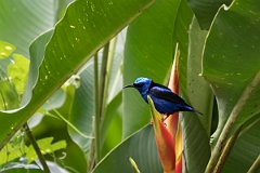 DPPhotography - Costa rica - Red-legged honeycreeper - F