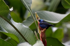 DPPhotography - Costa rica - Red-legged honeycreeper - G