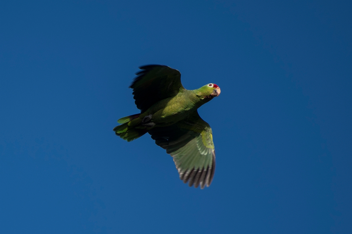 DPPhotography - Costa rica - Red-lored parrot - A.jpg - Red-lored parrot - Osa peninsula, Costa Rica
